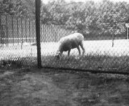 1939 fotowedstrijd een schaap graast op het veld  foto Ton Wasmoeth 320x176