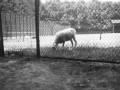 1939 een schaap graast op het veld  fotowedstrijd foto Ton Wasmoeth